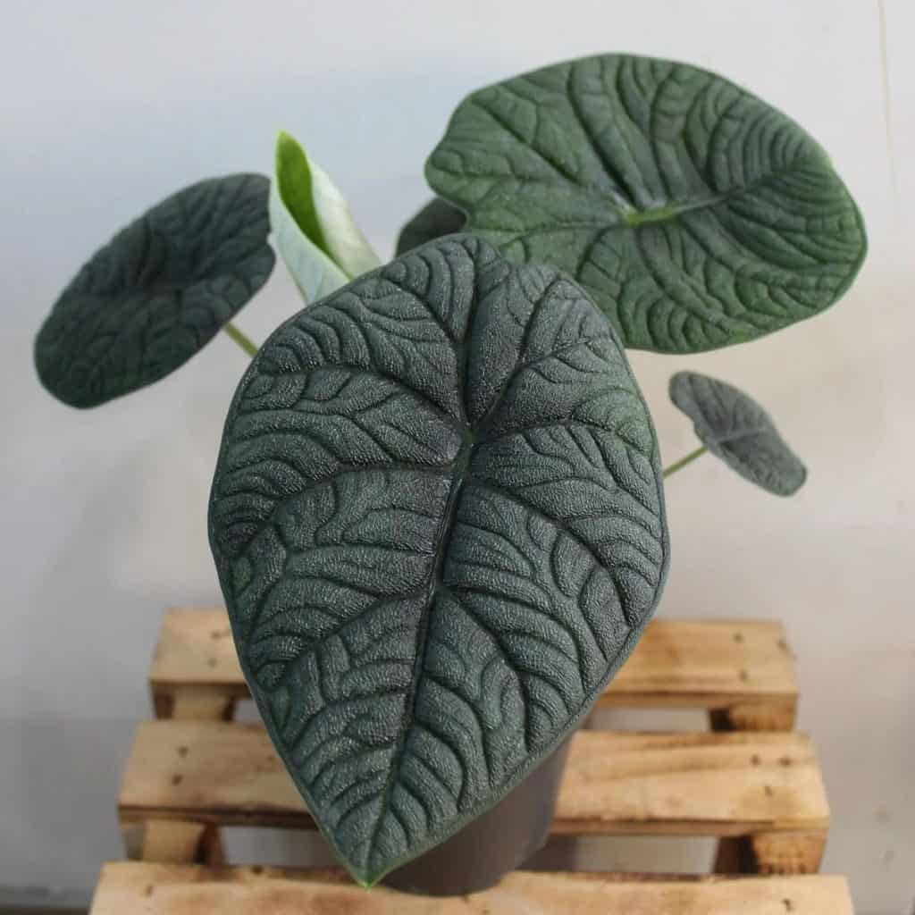 alocasia melo turning yellow