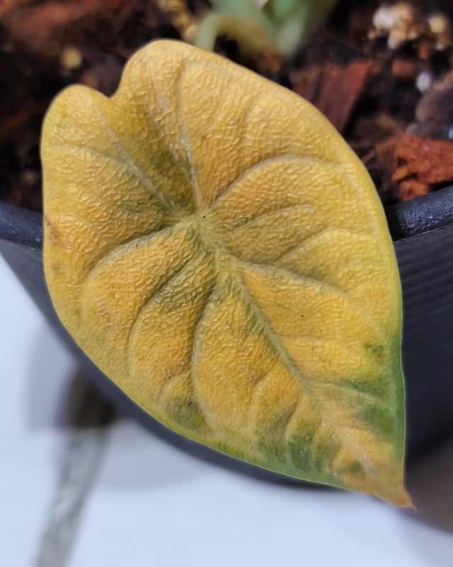 alocasia melo turning yellow