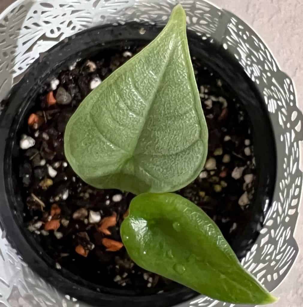 alocasia melo turning yellow