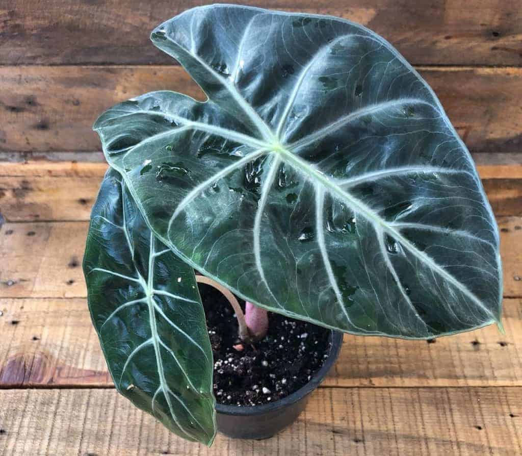 alocasia pink dragon leaves turning yellow