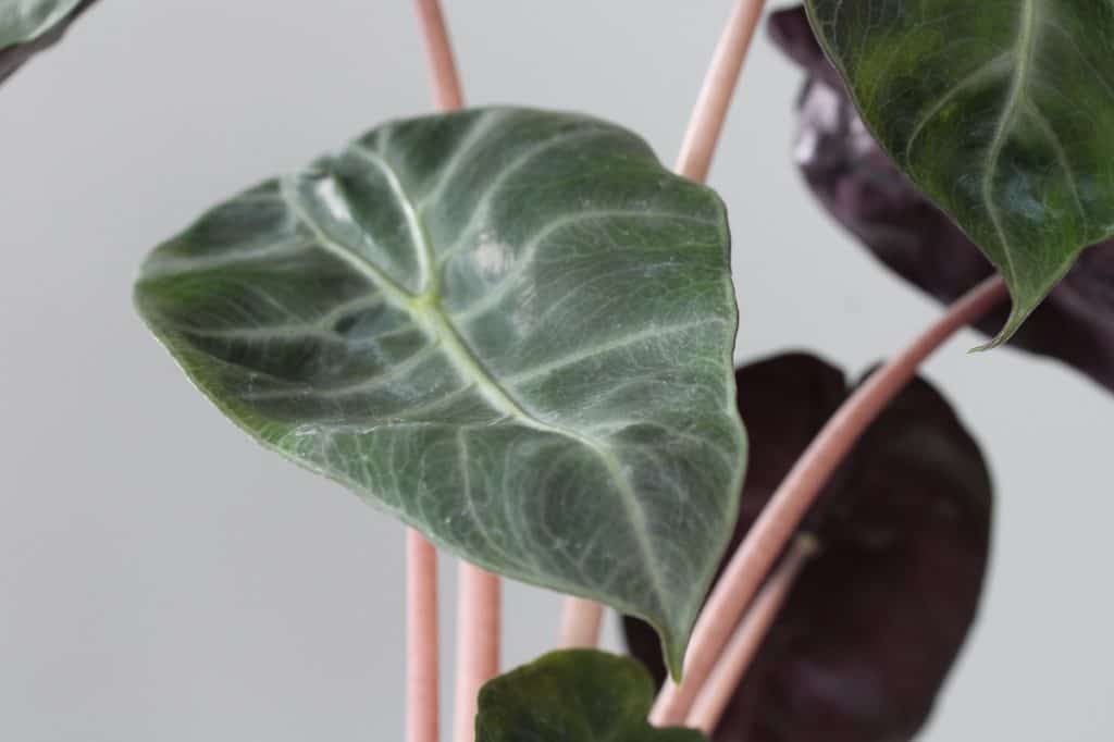 alocasia pink dragon leaves turning yellow