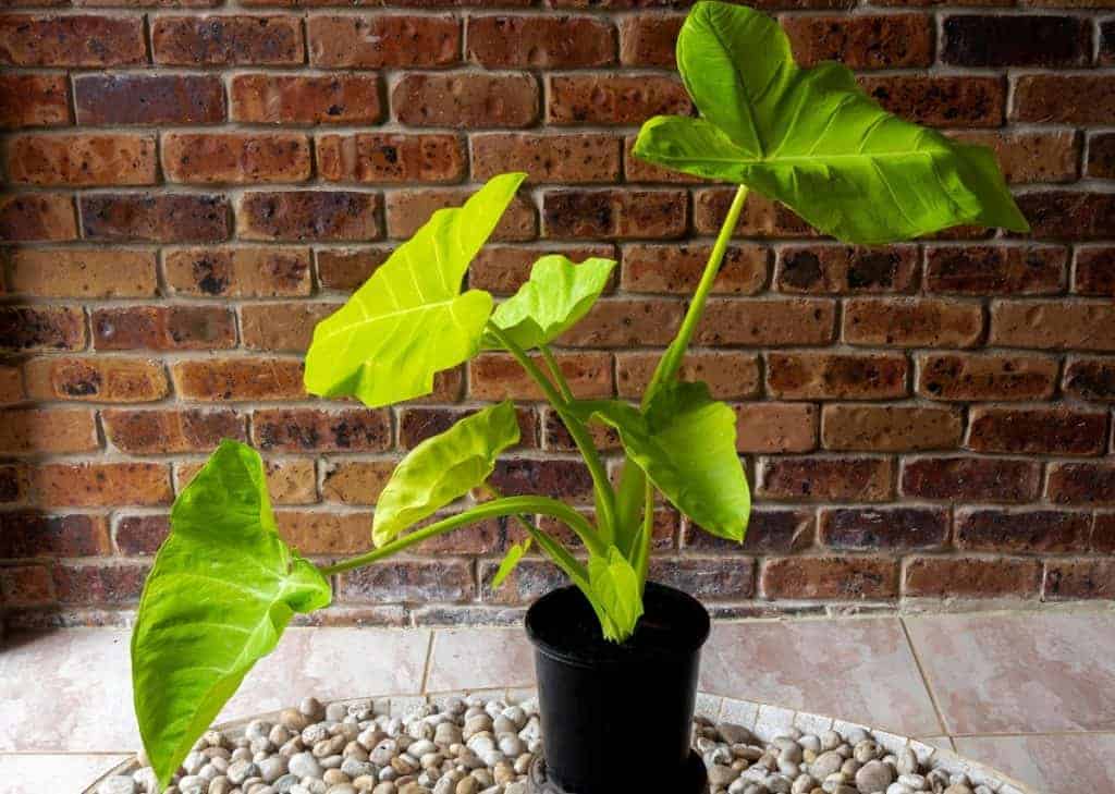 are alocasia dog friendly