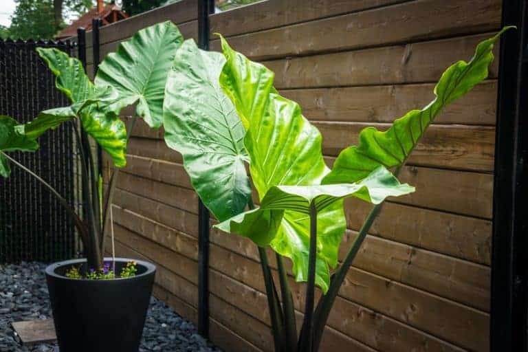 Is Alocasia Toxic To Cats? [Symptoms, Treatment & Prevention