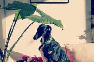 are alocasia toxic to dogs