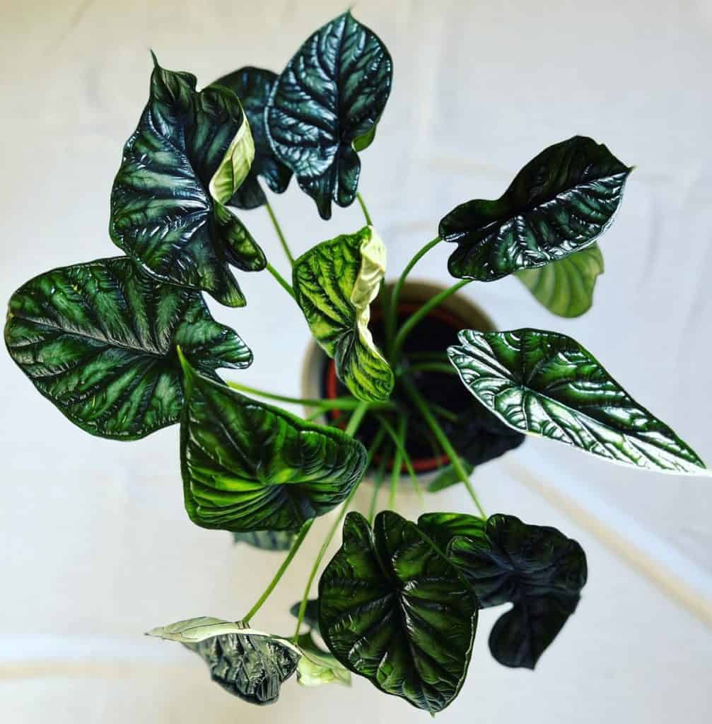 alocasia dragon scale yellowing