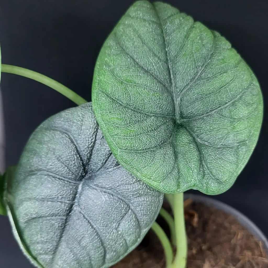 alocasia melo turning yellow