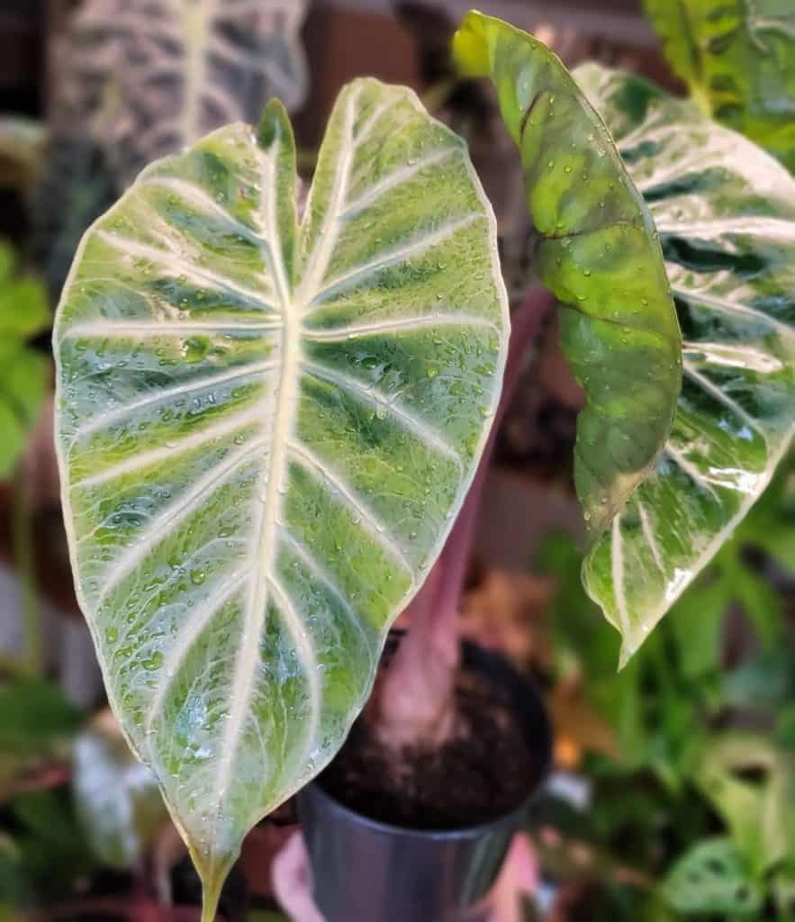 alocasia pink dragon leaves turning yellow