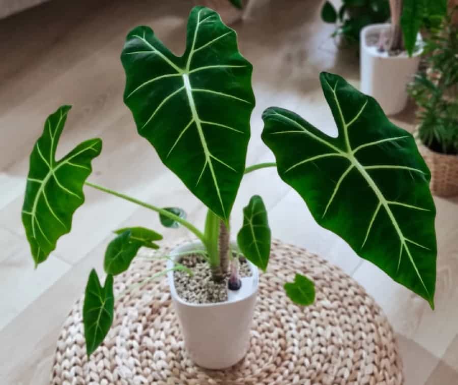 Alocasia micholitziana