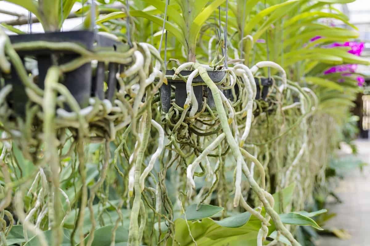 What Animals Eat Orchids? Houseplant Alley