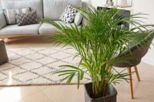 areca palm brown tips