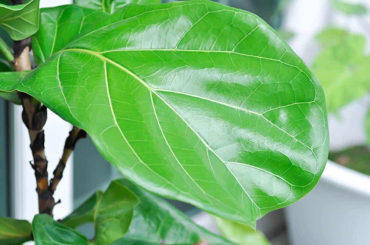 How To Clean Fiddle Leaf Fig Leaves Houseplant Alley