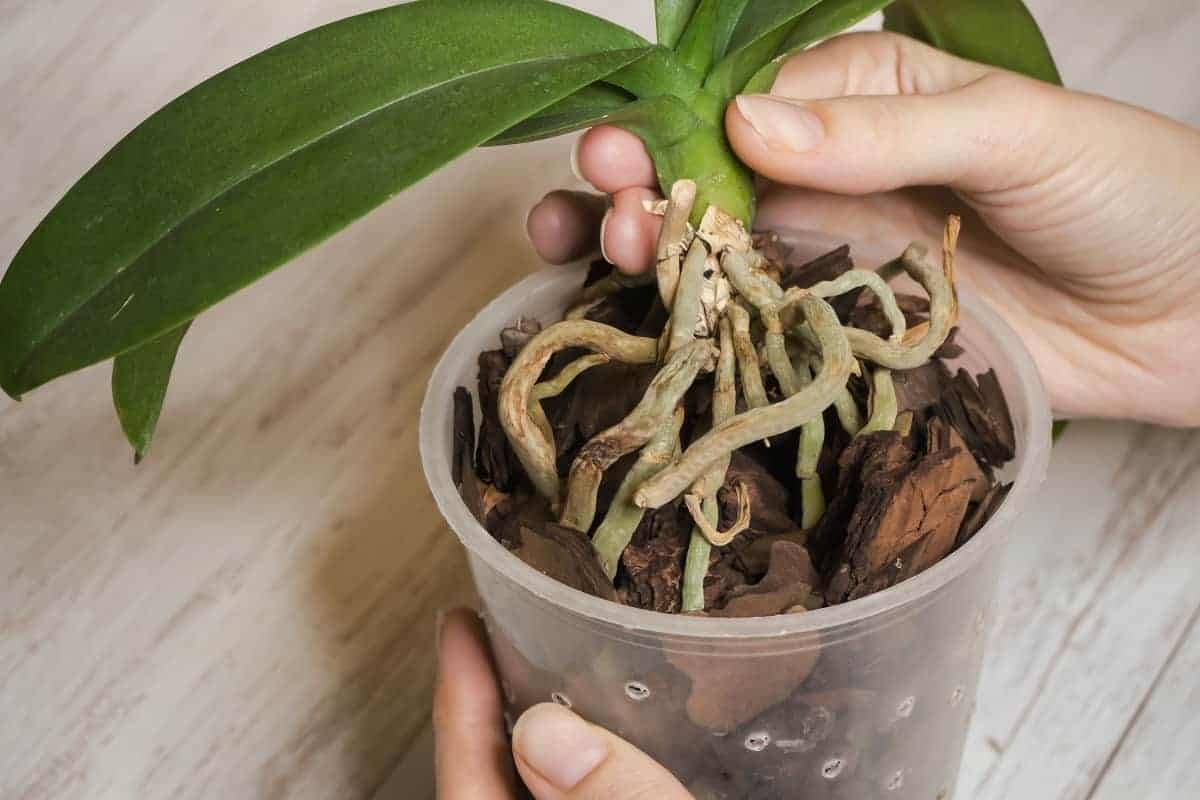 How To Repot Orchids With Air Roots | Houseplant Alley