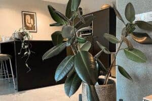 leggy rubber plant