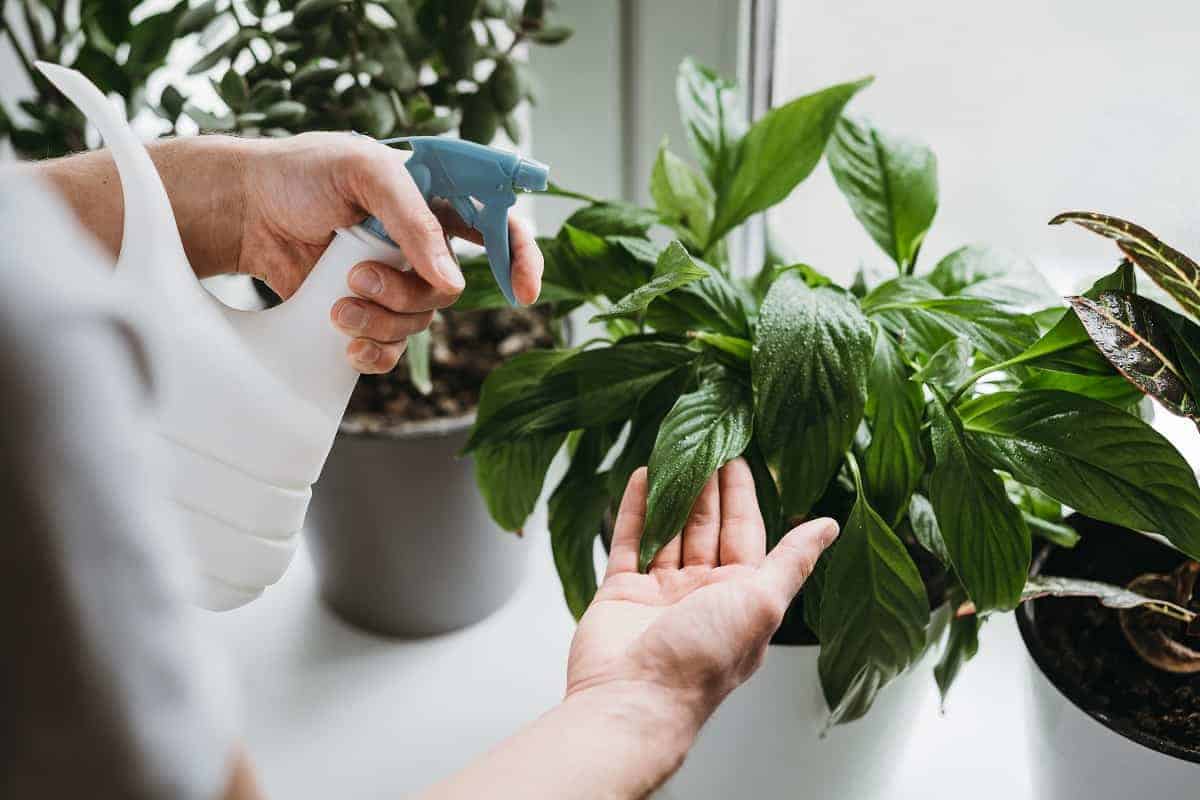 Do Peace Lilies Like Humidity? | Houseplant Alley