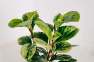 peperomia leaves curling