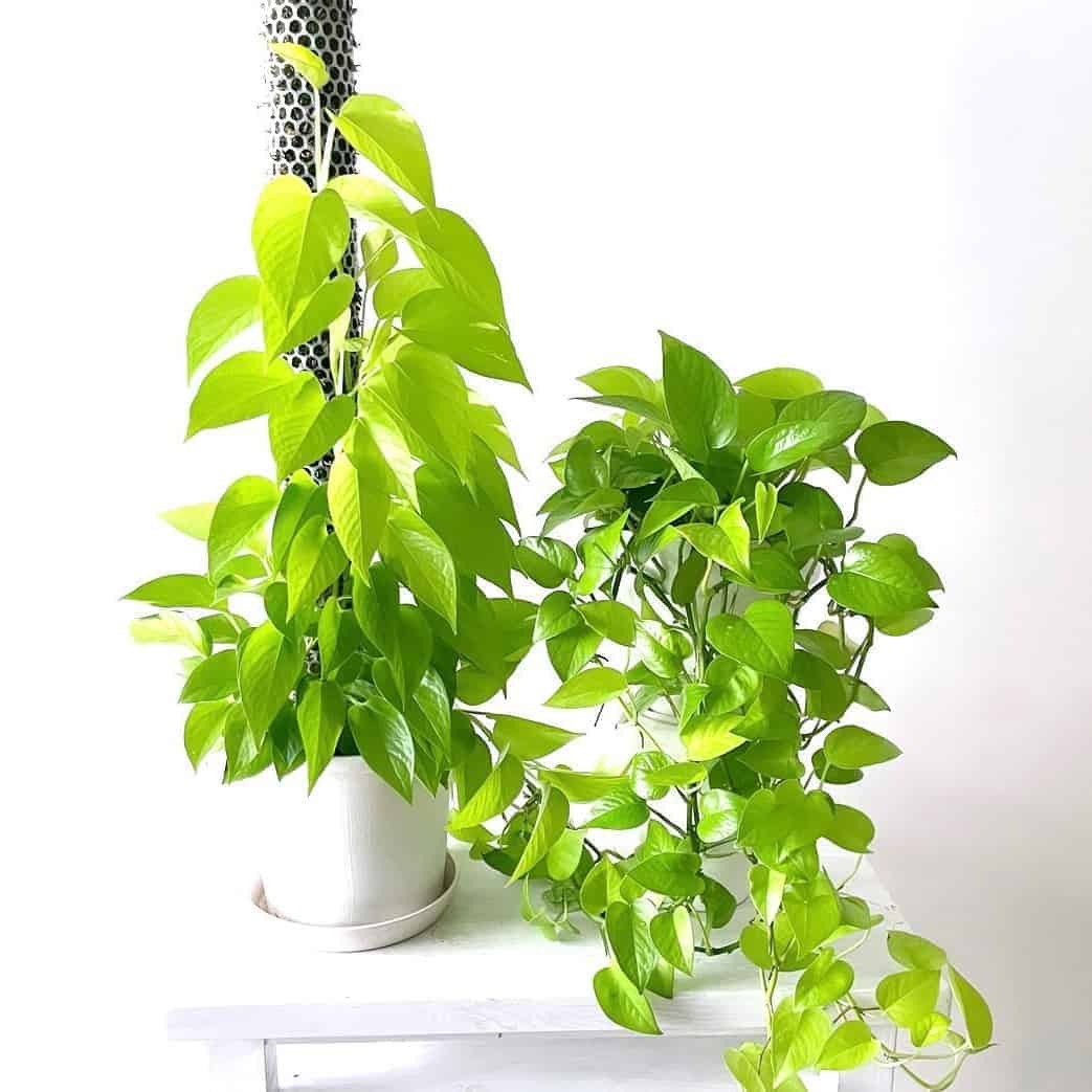 Do Pothos Like Coffee Grounds? [Benefits & Risks] Houseplant Alley