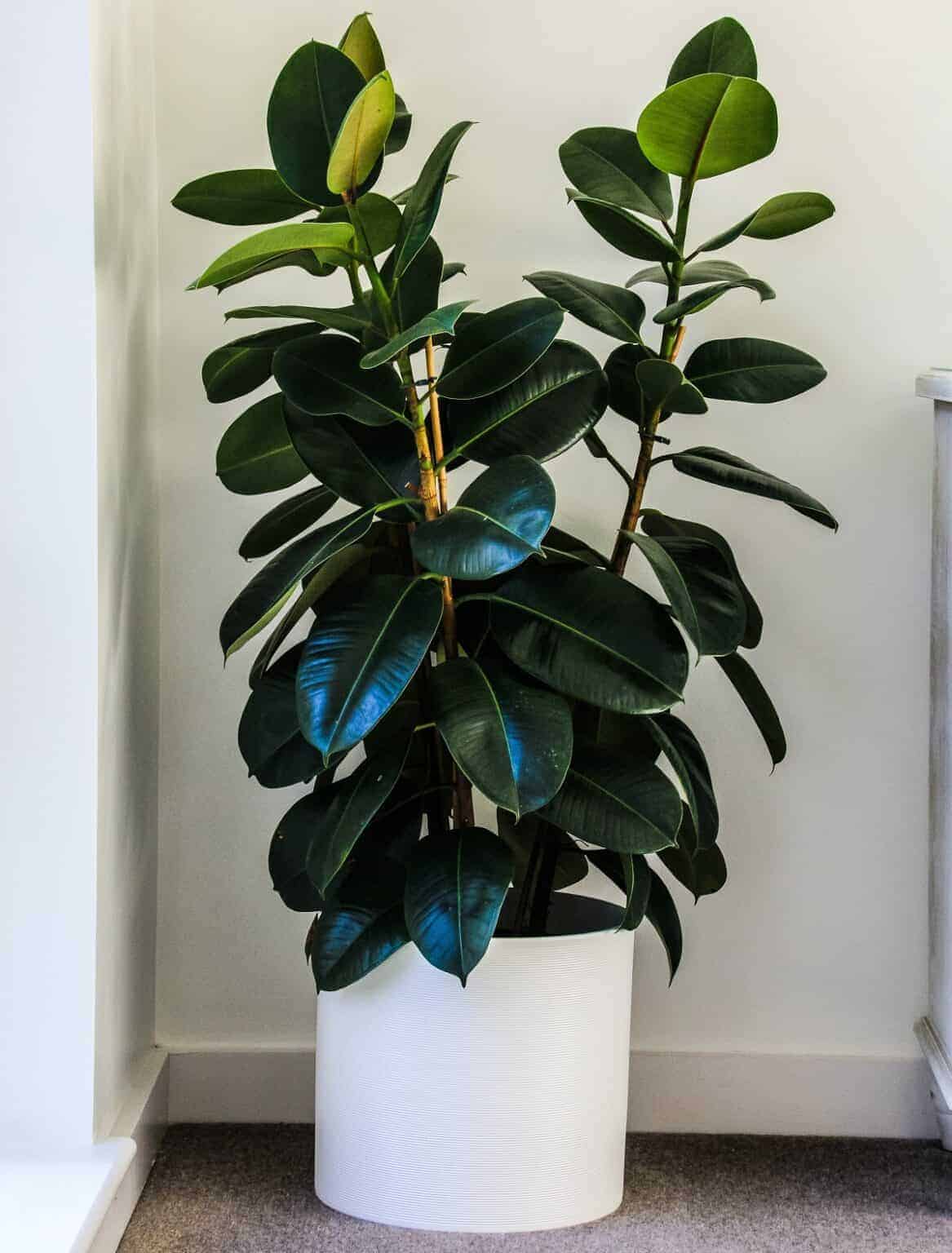 Underwatered Rubber Plant (Signs, Causes & Solutions) | Houseplant Alley