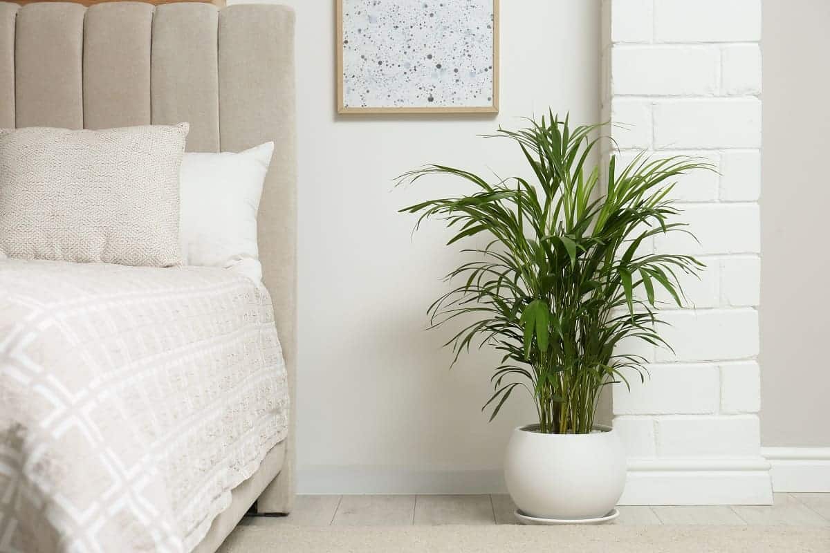 10 Areca Palm Benefits & Uses | Houseplant Alley