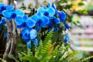 are blue orchids real