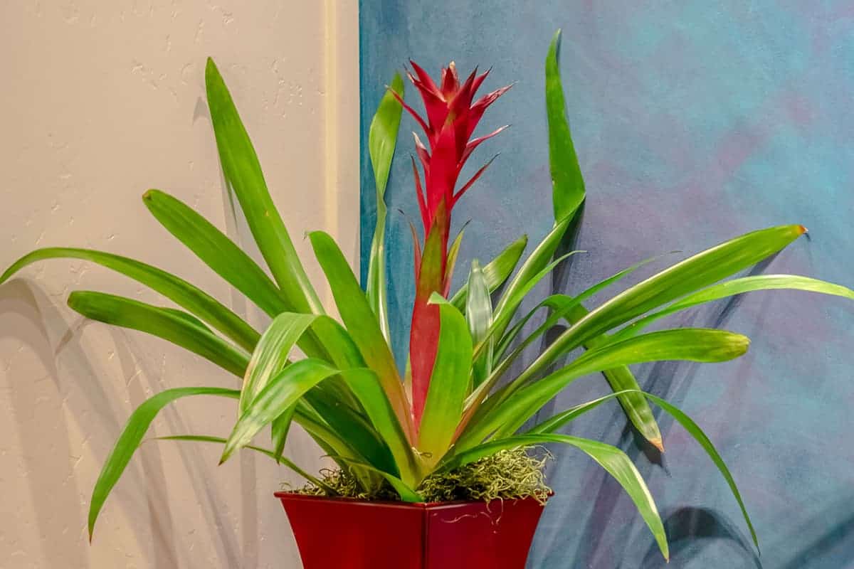 Are Bromeliads Safe For Cats? Houseplant Alley