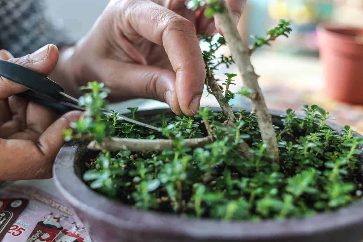 How To Grow Bonsai From Seeds | Houseplant Alley