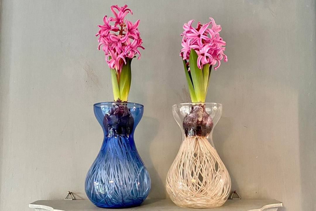 How To Care For Hyacinth In A Vase Houseplant Alley