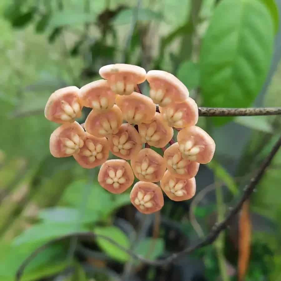 Hoya kloppenburgii