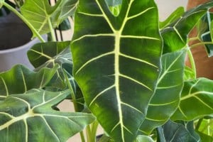 alocasia frydek humidity