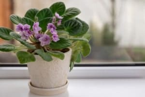 best pots for african violets