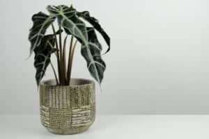 does alocasia like humidity