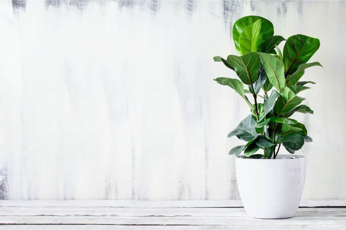 7 Ways How To Grow More Leaves On Fiddle Leaf Fig | Houseplant Alley