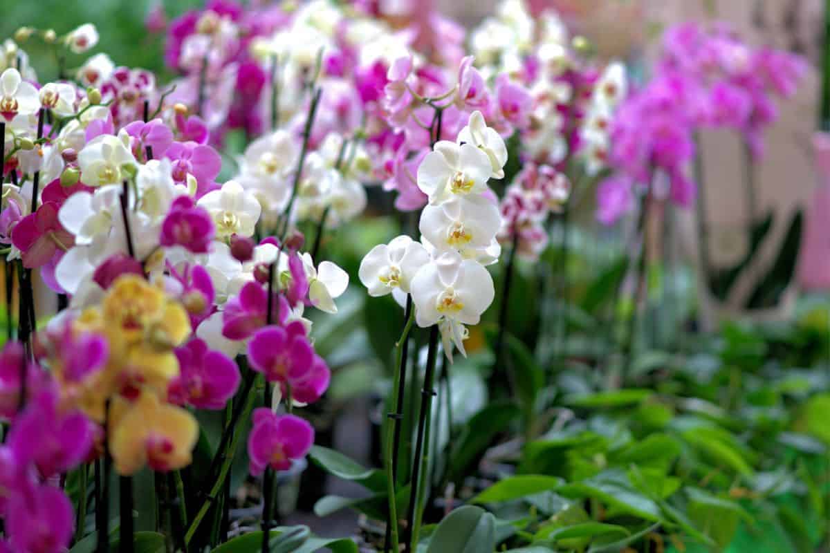How Long Do Orchids Live? Houseplant Alley