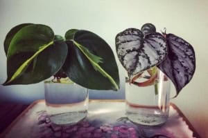 how to grow philodendron in water