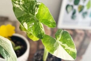 how to propagate alocasia albo