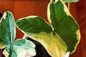 how to propagate alocasia mickey mouse