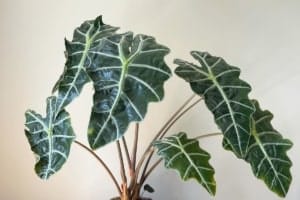 how to propagate alocasia polly