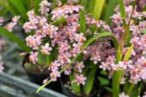 oncidium