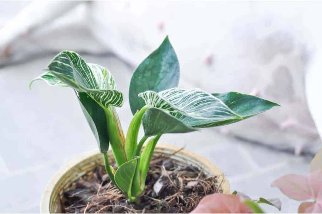 propagating philodendron birkin