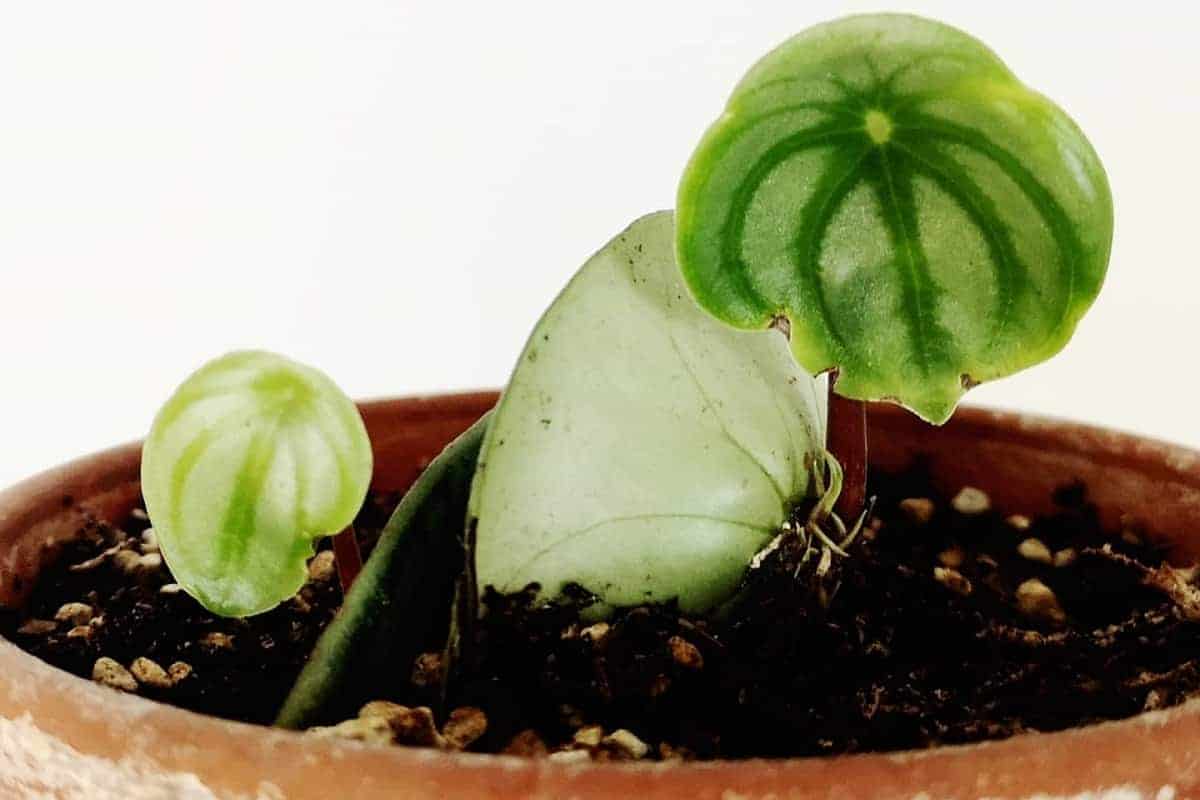 Watermelon Peperomia Propagation Guide | Houseplant Alley