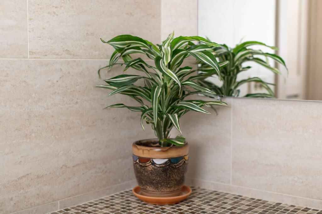 Dracaena