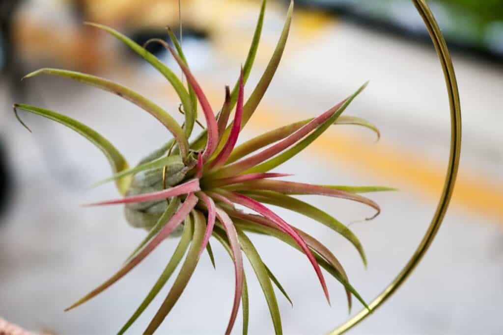 air plant