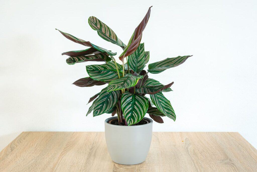 calathea