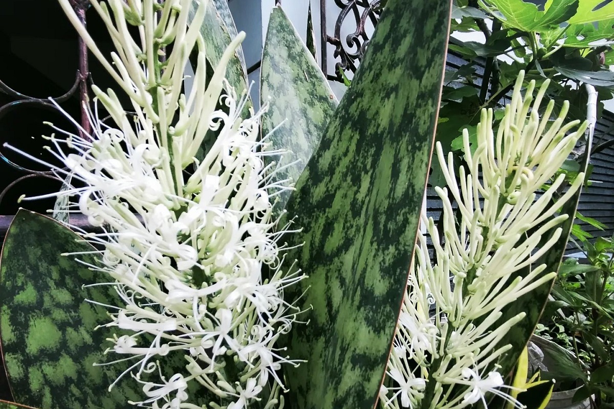 Do Snake Plants Flower? The Surprising Truth About Sansevieria