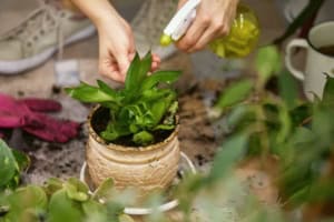 do snake plants like to be misted