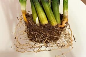 do snake plants like to be root bound