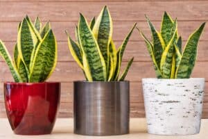 do snake plants need drainage holes