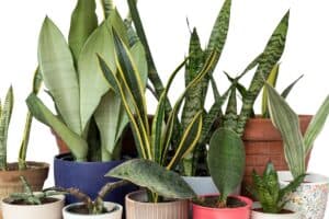 do snake plants need fertilizer