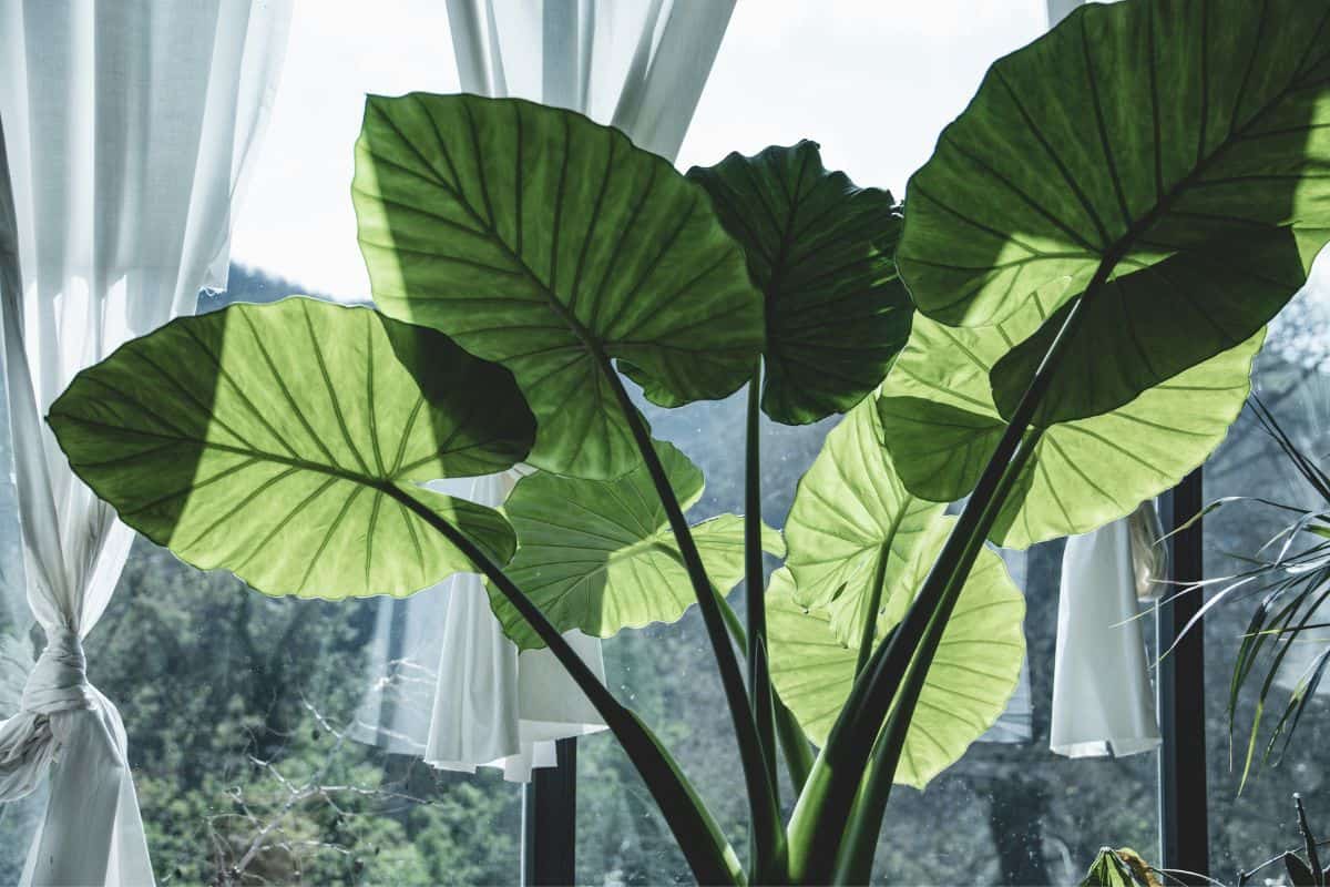 30 Best Dehumidifying Plants For Bathrooms | Houseplant Alley