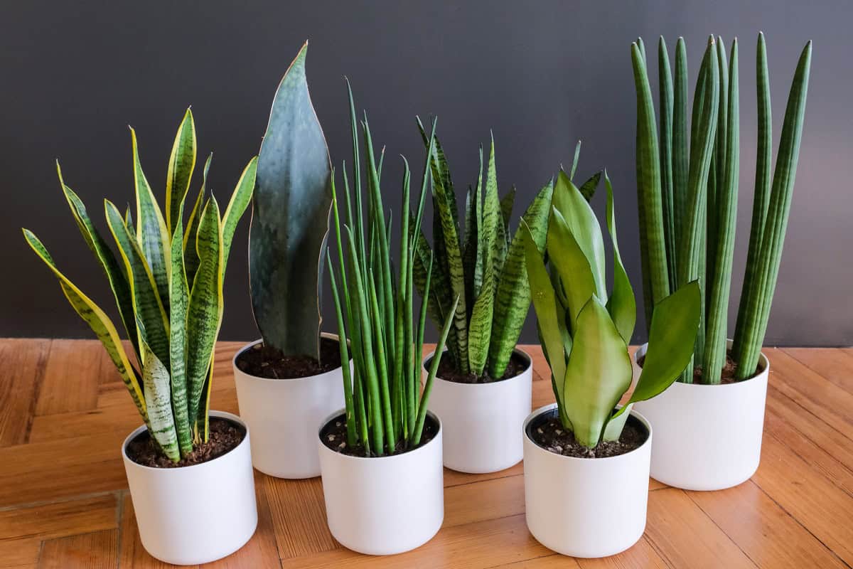 How Fast Do Snake Plants Grow? Houseplant Alley