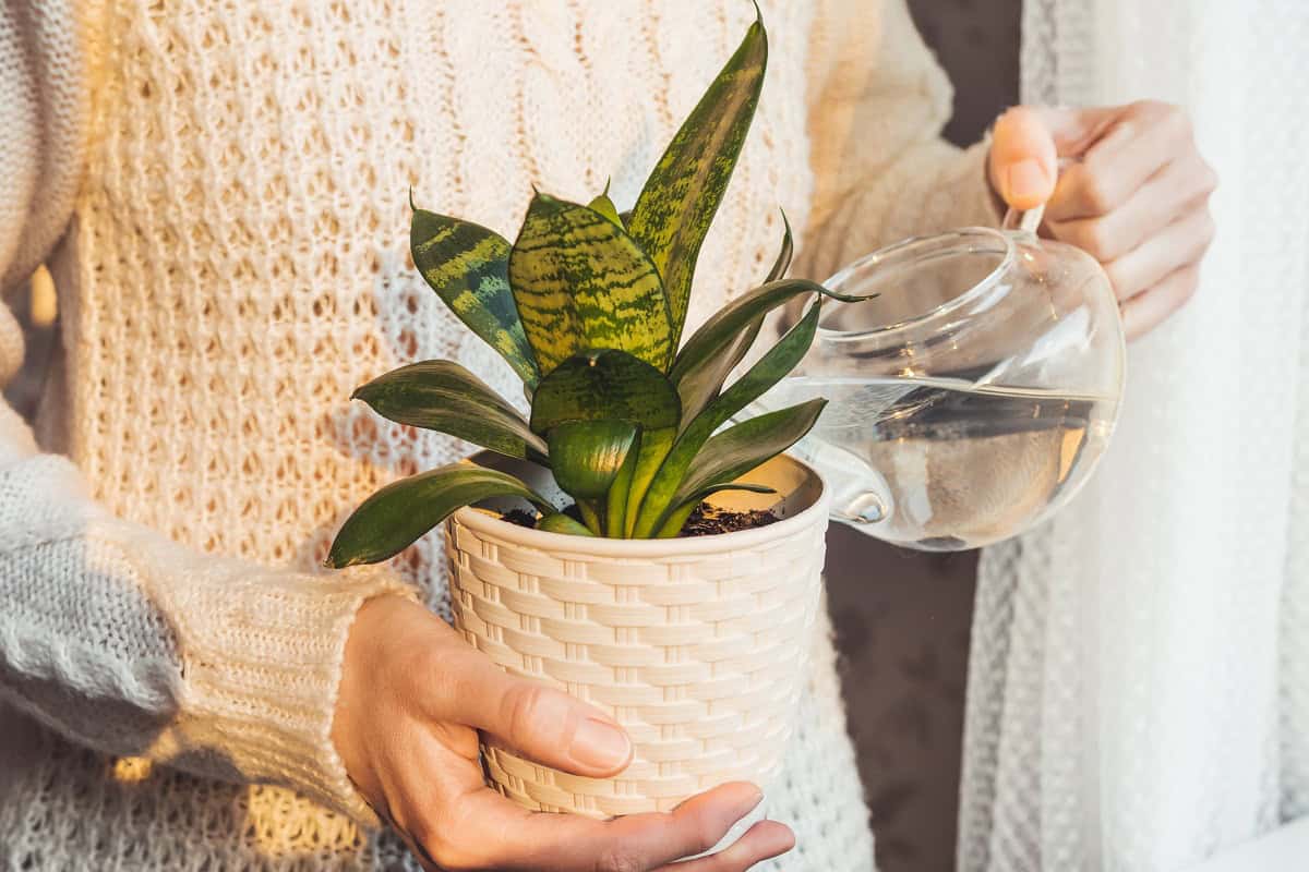 View of 4 Tips on How Often To Water Snake Plants | Houseplant Alley